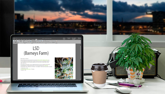 Гроурепорт LSD fem от Barney's Farm