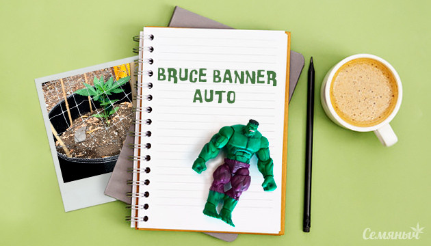 Гроурепорт сорта Bruce Banner Auto