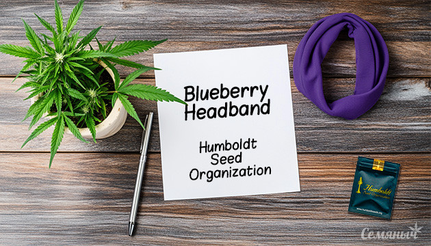 Гроурепорт куста Blueberry Headband fem от Humboldt Seeds