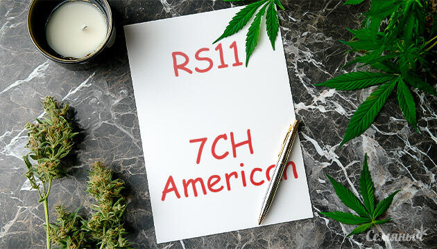 Гроурепорт сорта RS11 от 7CH American