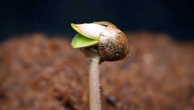 Как правильно прорастить семена марихуаны Проращивание семян марихуаны