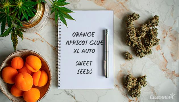 Гроурепорт сорта конопли Orange Apricot Glue XL Auto от сидбанка Sweet Seeds