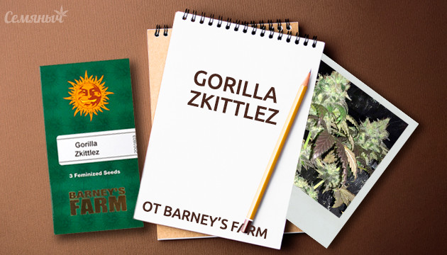 Гроурепорт сорта Gorilla Zkittlez