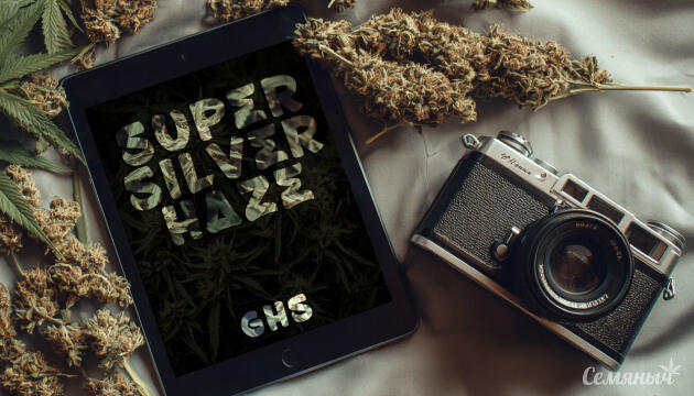 Гроурепорт сорта Super Silver Haze от GHS