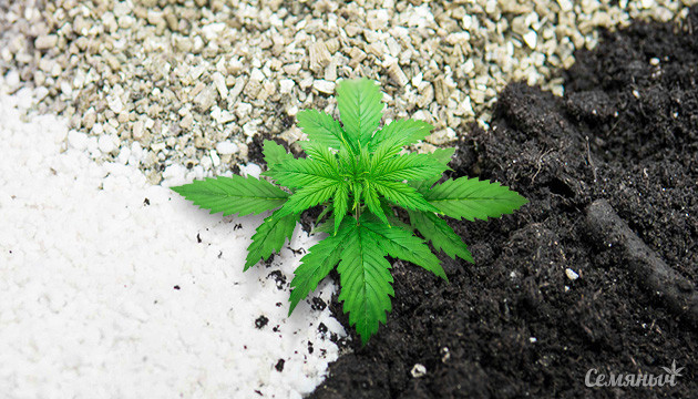 Как подобрать грунт для конопли