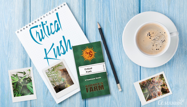 Гроурепорт сорта Critical Kush от Barney’s Farm