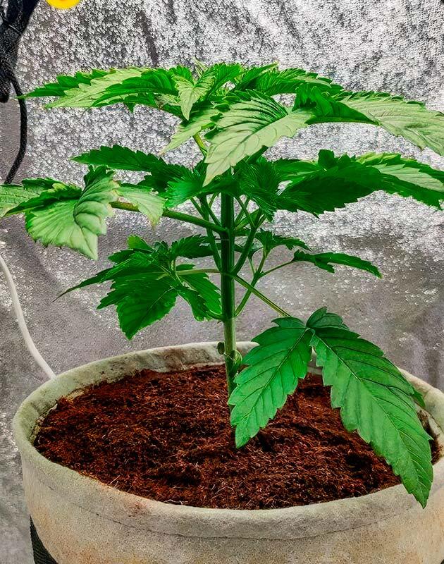 Растишка 50 Dragons на 2 неделе выращивания