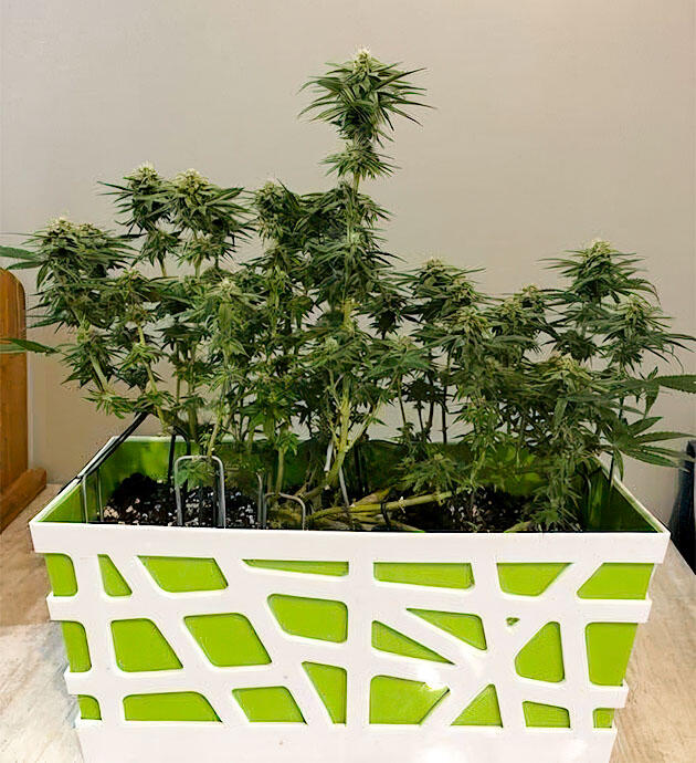 Марихуана после фиксации ветвей и полива