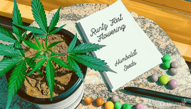 Гроурепорт сорта Runtz Fast Flowering fem от Humboldt Seeds