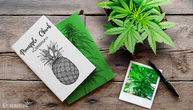 Гроурепорт сорта конопли Pineapple Chunk