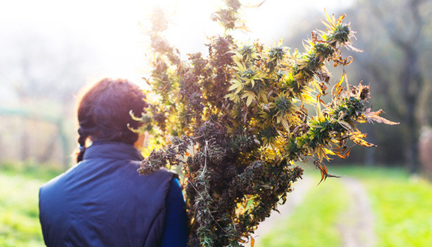 Урожайность феминизированных семян Феминизированные семена марихуаны